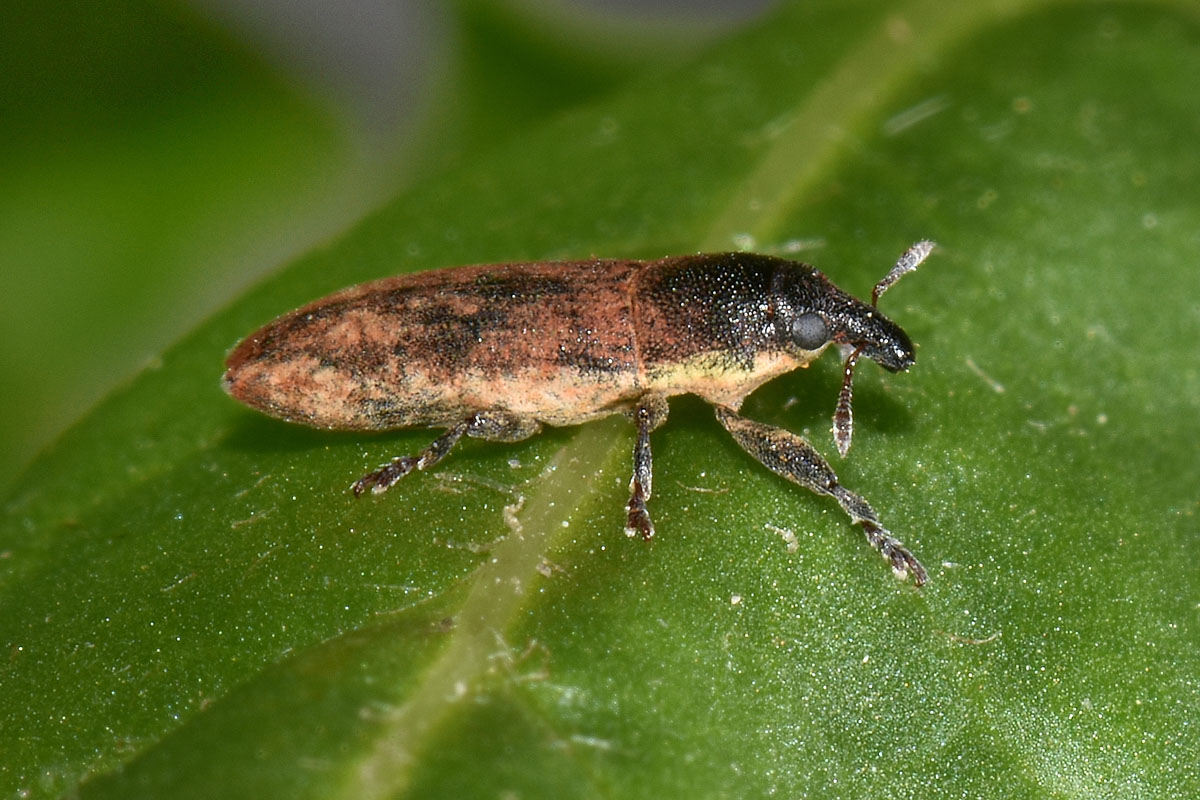 Curculionidae: Lixus scabricollis?  S !